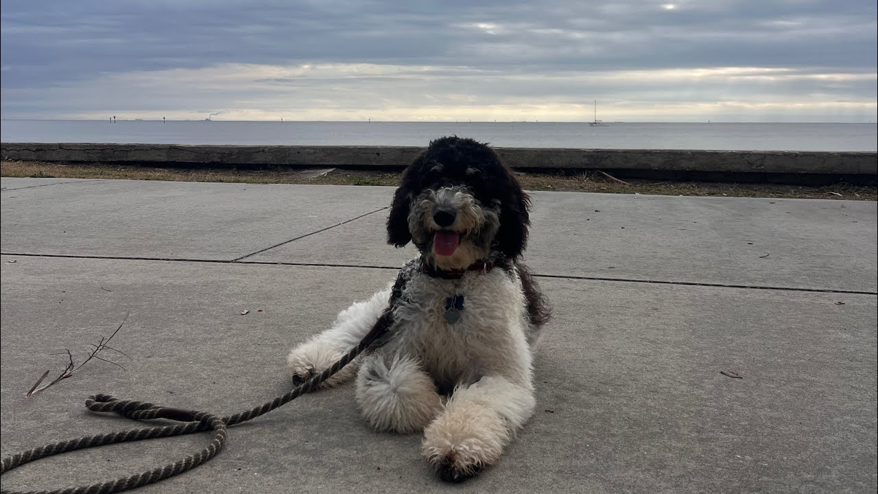 Cosmo | Bernedoodle | Vinoy Park