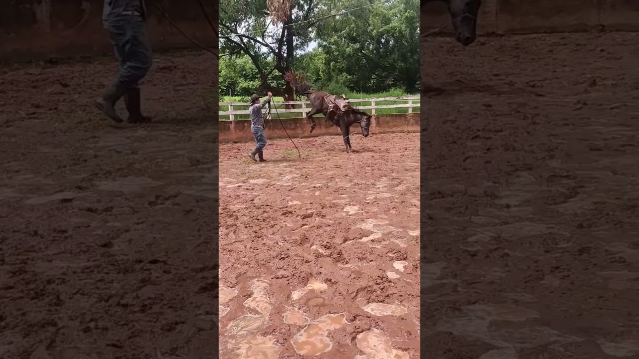 DOMA RACIONAL: potro quarto de milha de 2 anos #cavalo #doma #domaracional