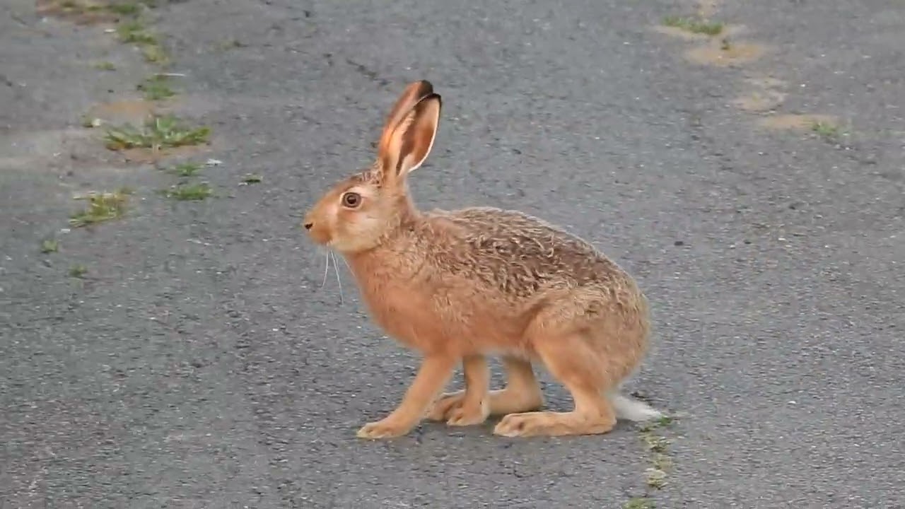 Hase hoppelt