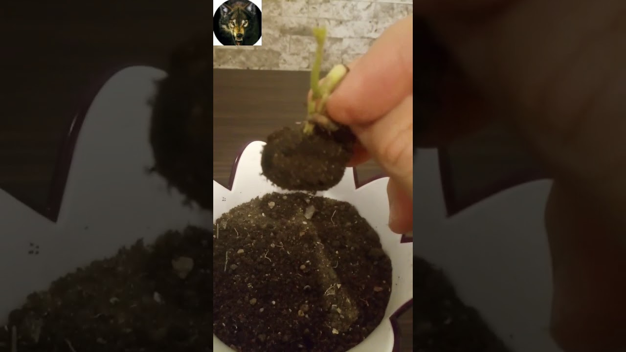 Kestane Nasıl Çimlendirilir | 1. Bölüm