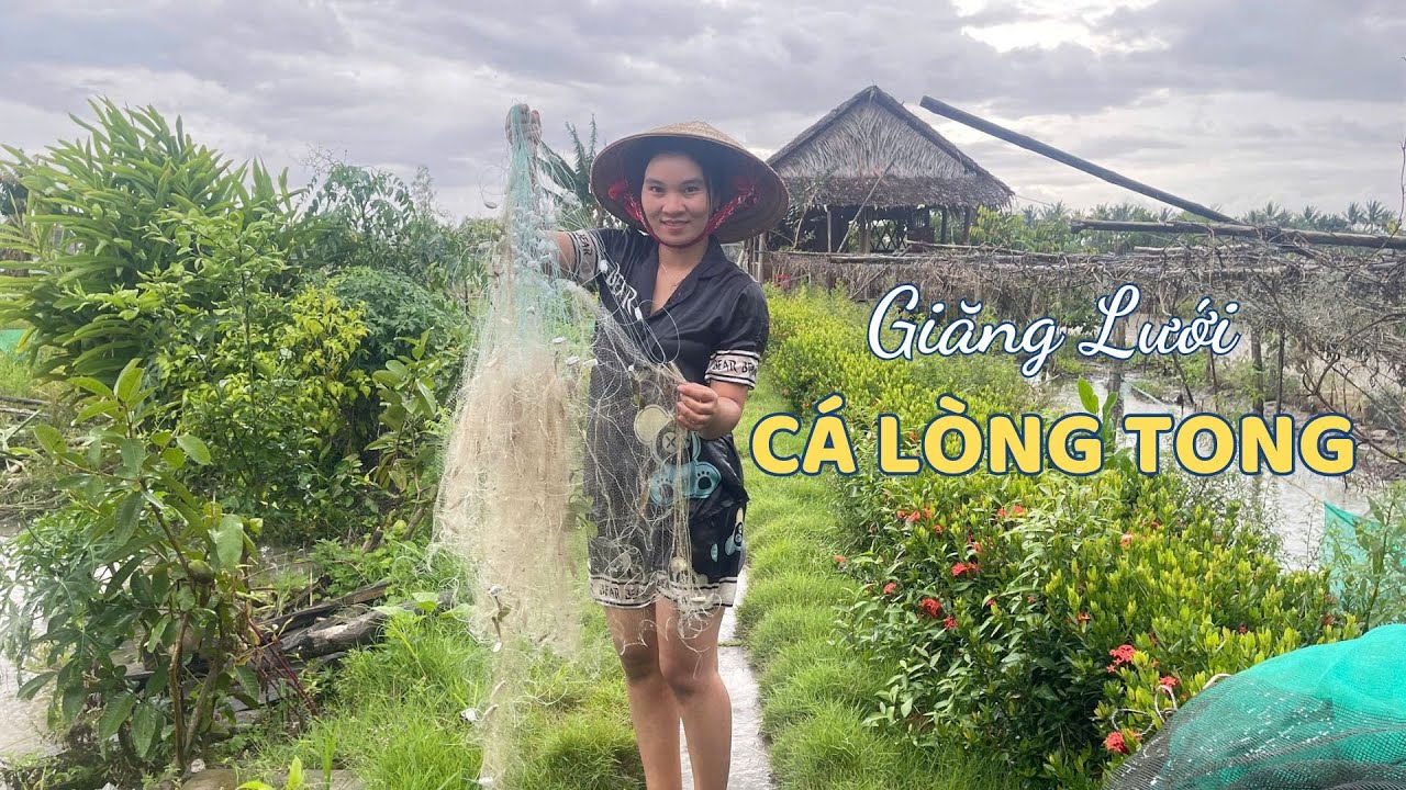 Giăng Lưới Cá Lòng Tong Ở Trong Ao Thấy Ham 