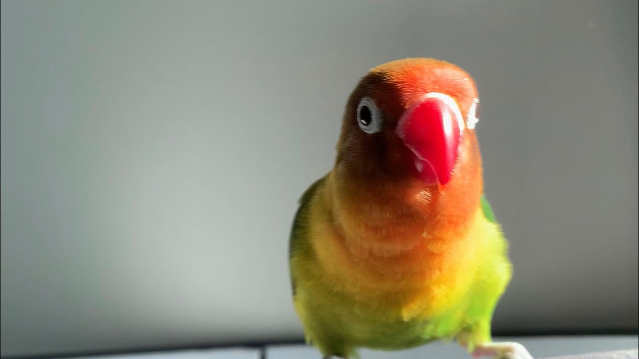 This bird loves shirts