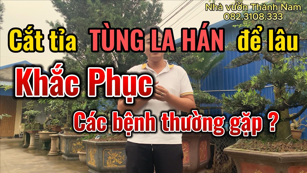 CẮT TỈA TÙNG LA HÁN ĐỂ LÂU | KHẮC PHỤC CÁC BỆNH THƯỜNG GẶP ? | NHAVUONTHANHNAM