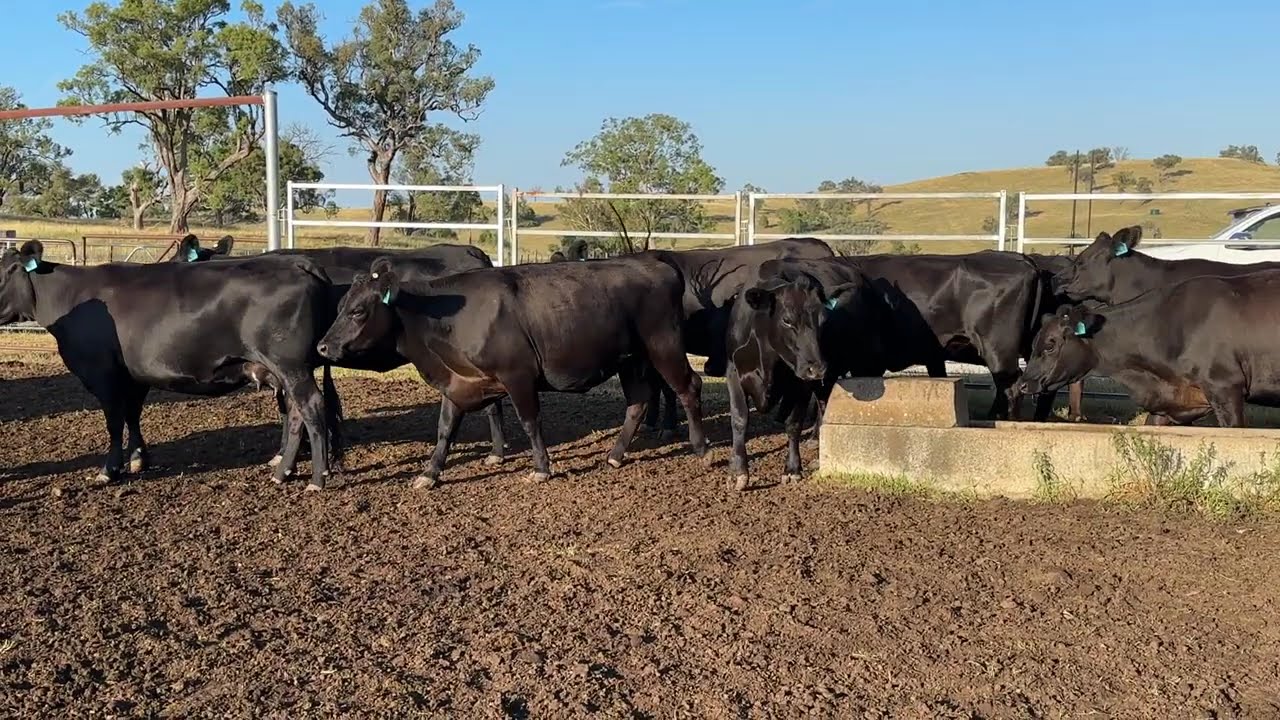22 PTIC Heifers & 22 Calves - 525.8kg LIVE / 257.4kg DRS