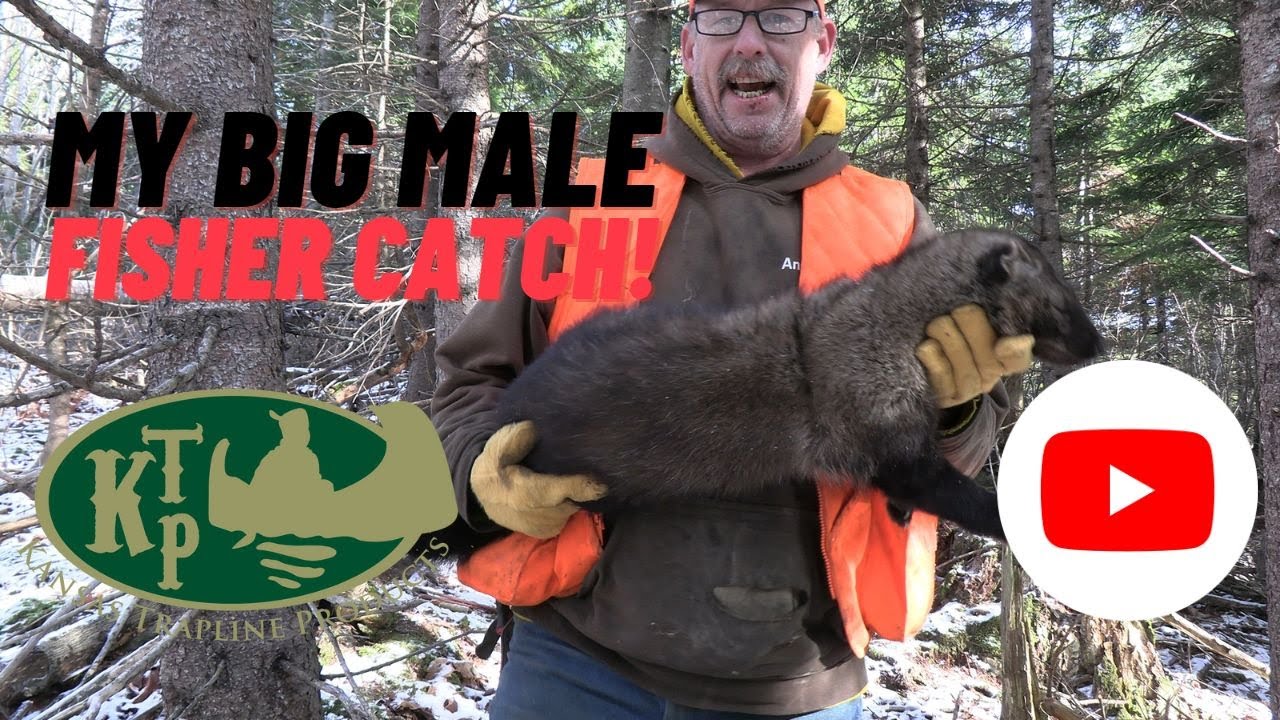My Big Male Fisher Catch! Trapping in Maine!
