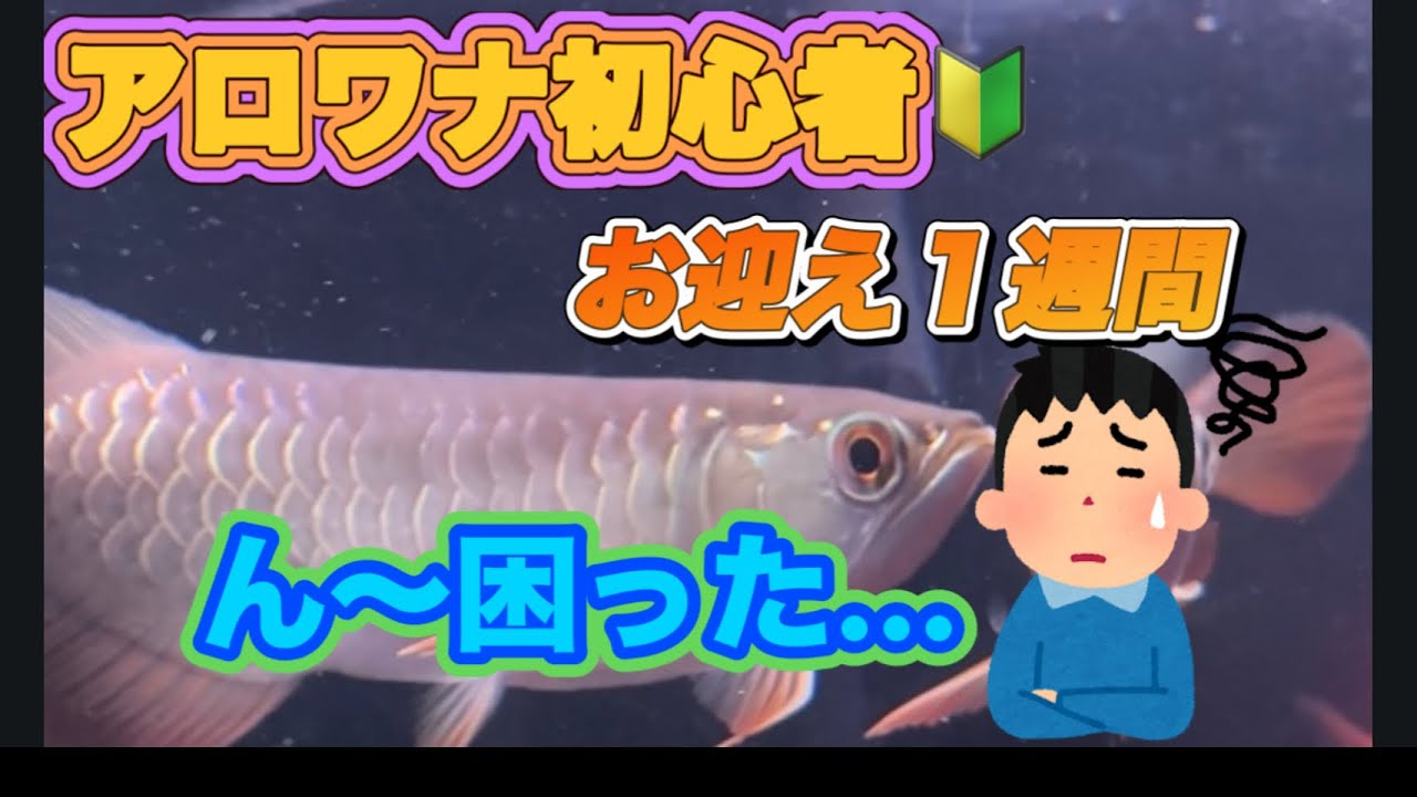 アロワナお迎えして１週間。でも困ったことが…