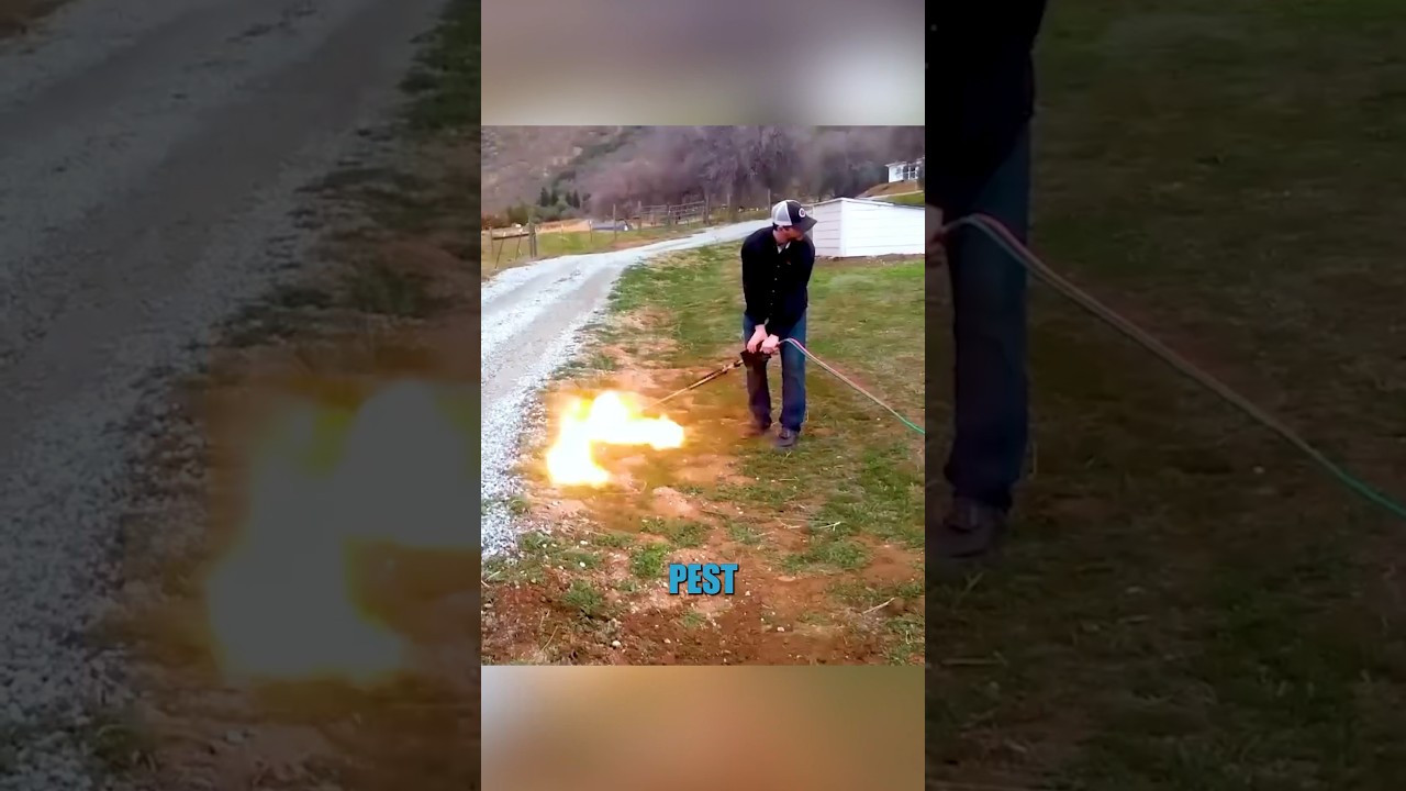 Mole exterminator
