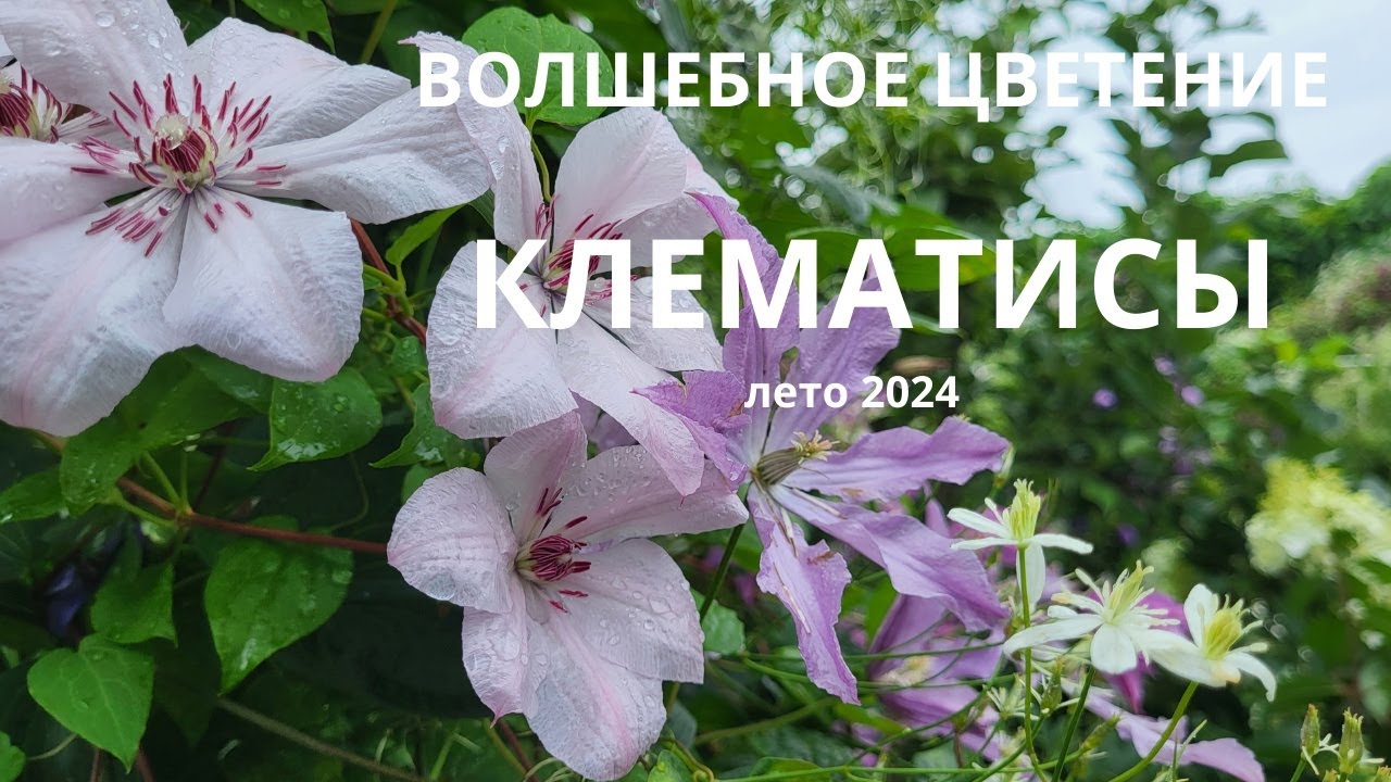 Цветение моих клематисов. Лето 2024