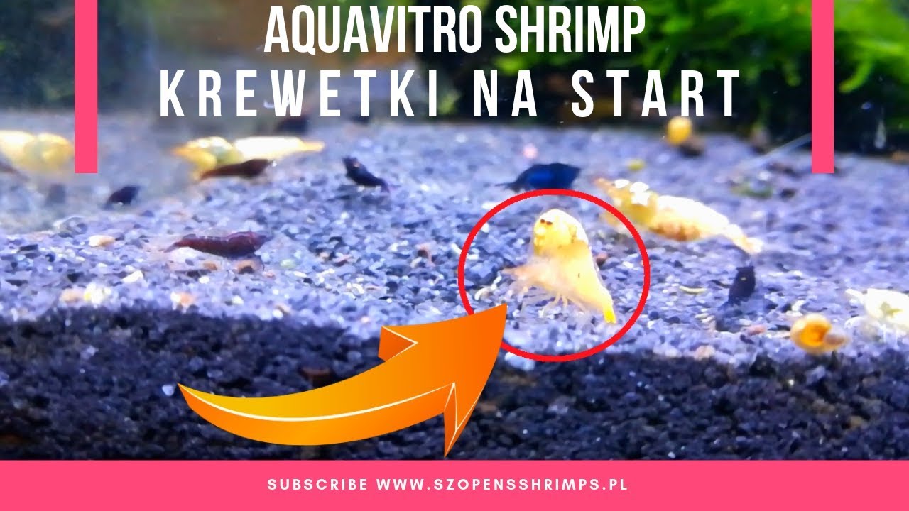 AquaVitro Shrimp | Krewetki na start | Caridina | Neocaridina | Krewetkarium