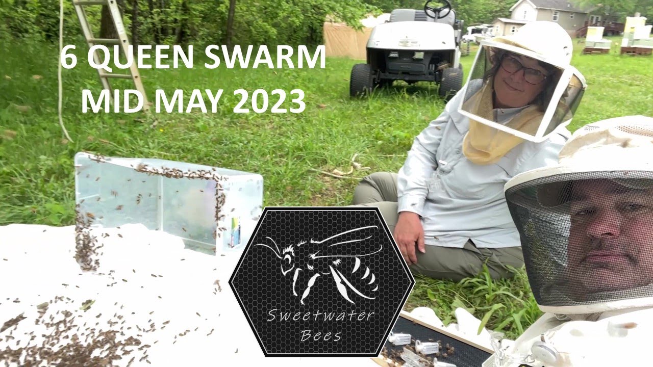 Beekeeping 23-13 - Mid May 2023  - 6 Queen Swarm