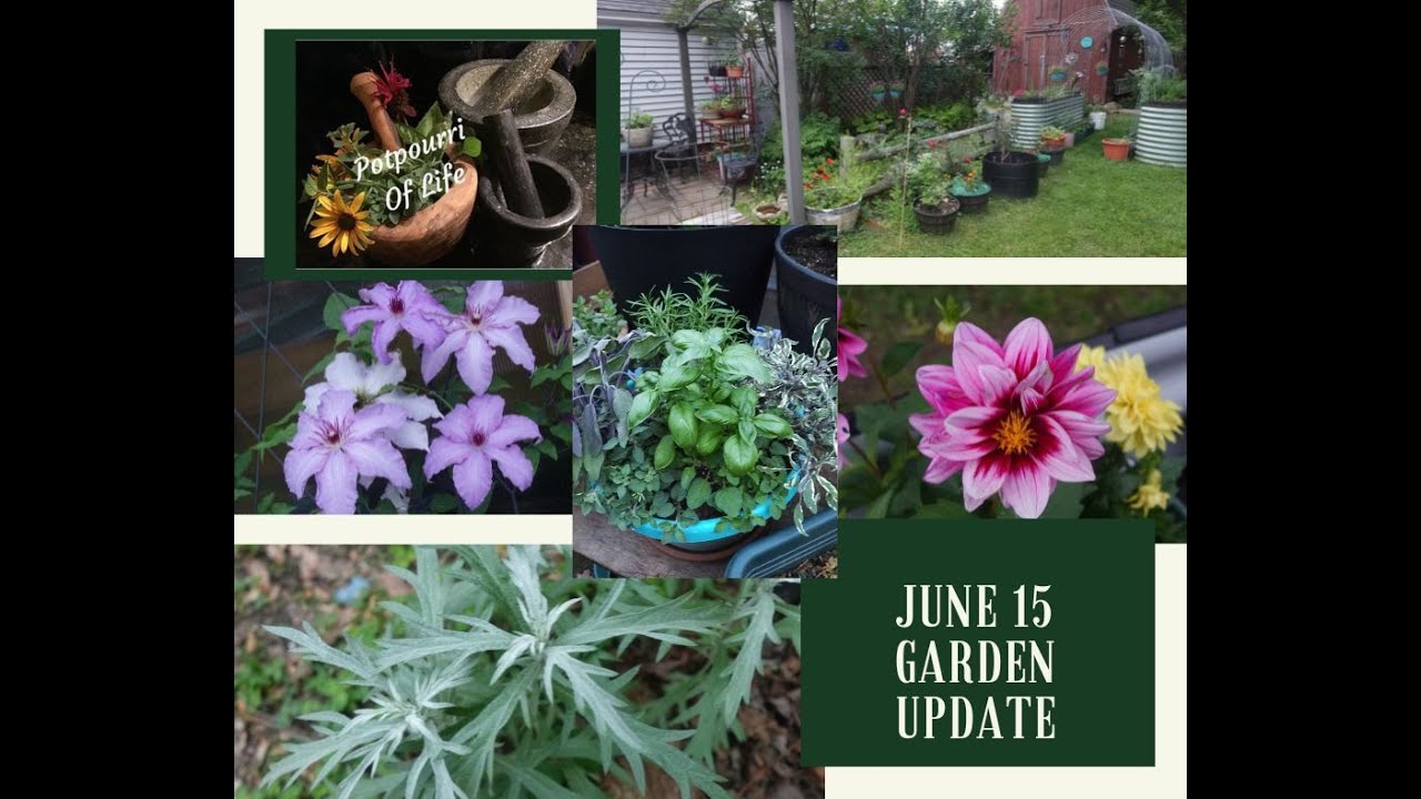 Garden of Color Veggies, Herbs, Flowers Vego & Wood Raised Beds Pots Green Stalks Make Space to Grow