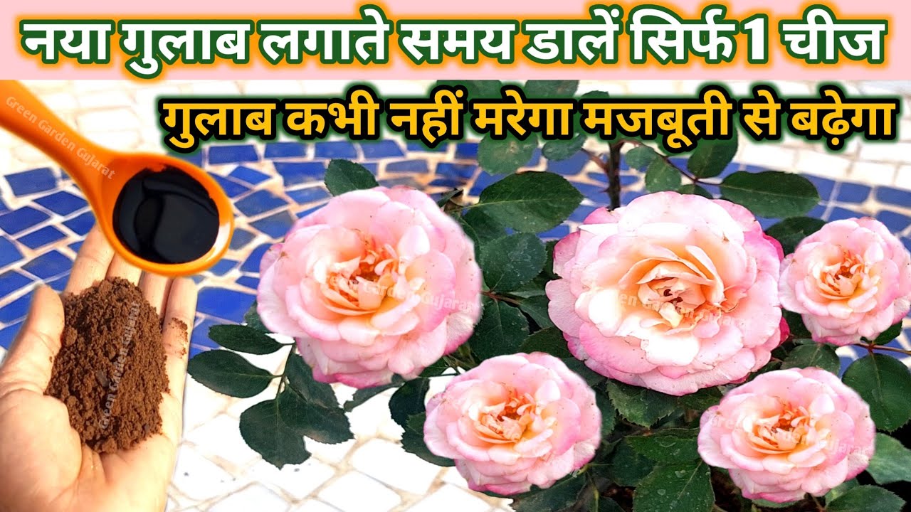 दिसंबर में नए गुलाब के पौधे लगाते टाइम डालें सिर्फ 1 चीज़. गुलाब का पौधा मजबूती से बड़ा होगा/Rose 