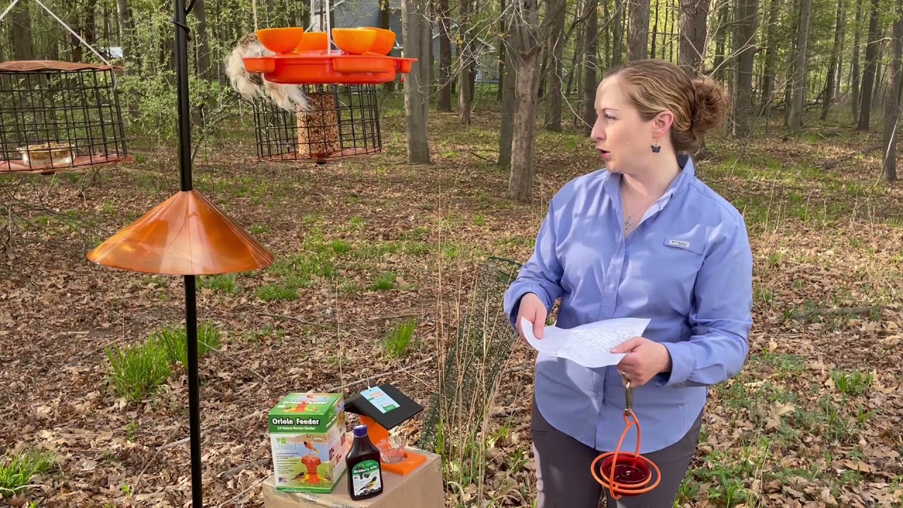 Mondays with Martha #50 - How to Attract Orioles