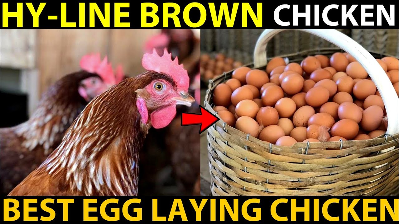 HY-LINE Brown Chicken Farming | BEST EGG LAYING CHICKEN BREEDS | Best Chicken For Egg Production