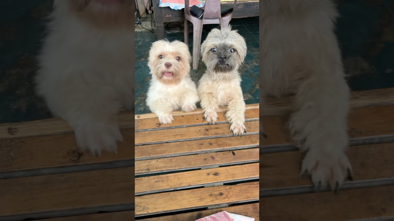 Tiff & Co🌸🐾
