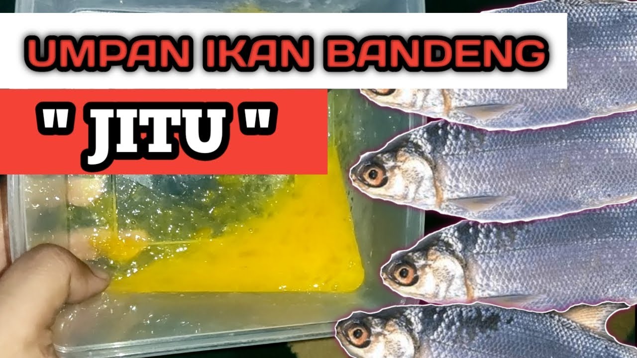 TUTORIAL CARA MEMBUAT UMPAN IKAN BANDENG || SIMPLE, MUDAH, CEPAT & EKONOMIS