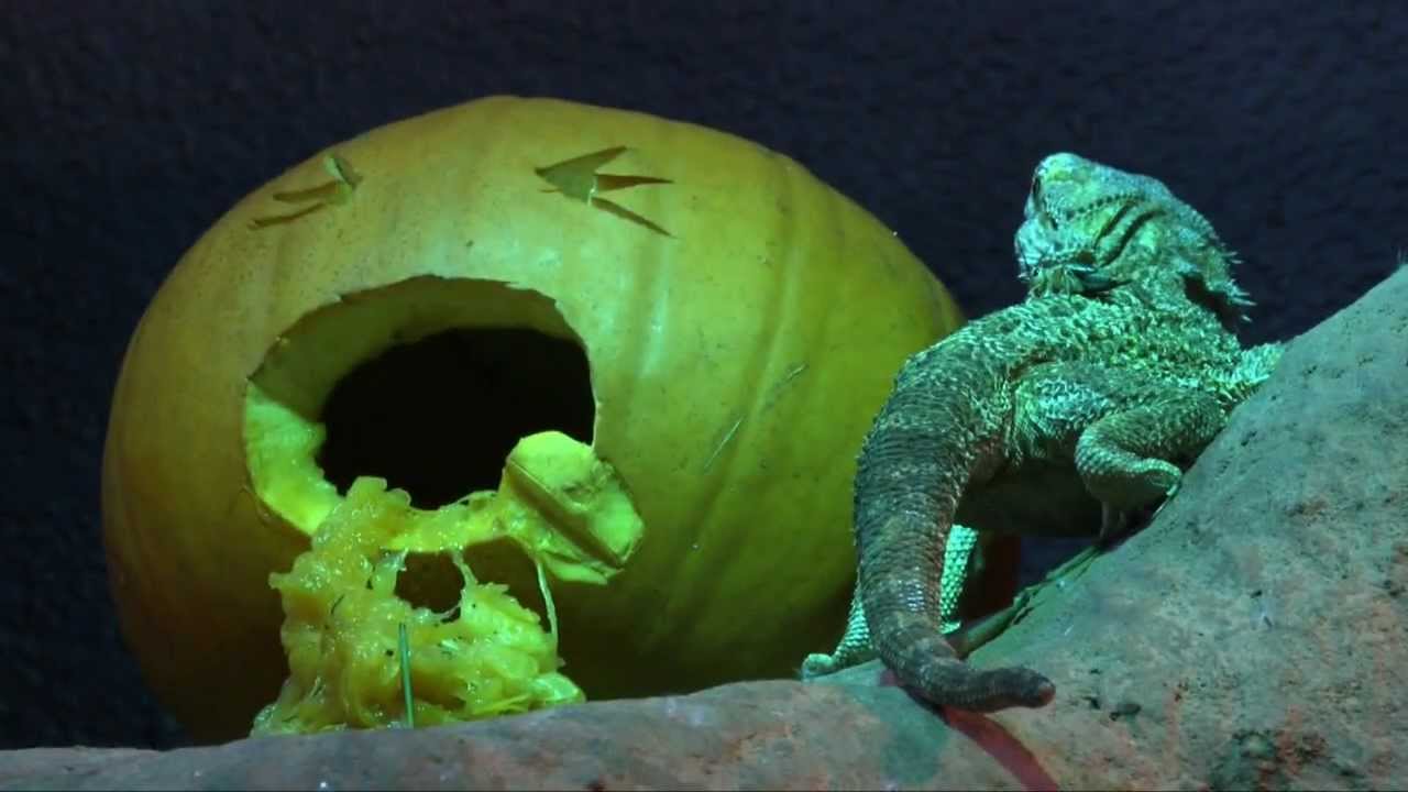 ZSL London Zoo - Reptile Halloween