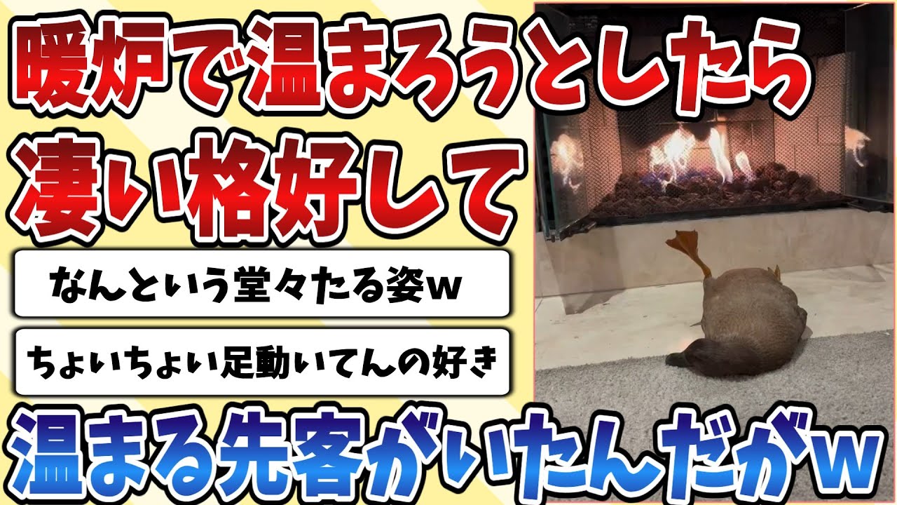 【2ch動物スレ】マッマとはぐれて迷ってしまった【雛鳥ちゃん】たちを優しく導いて誘導する警察官がこちら！！！
