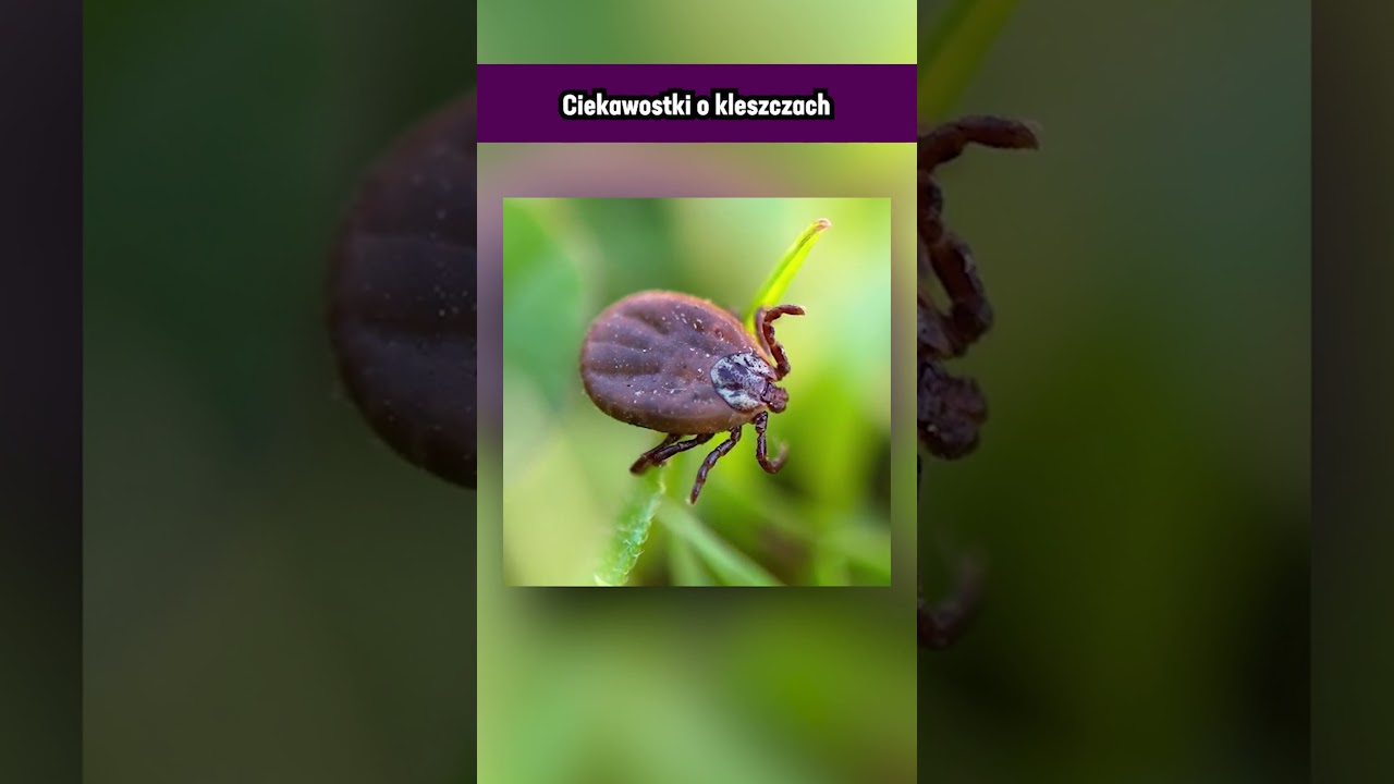 Ciekawostki o kleszczach