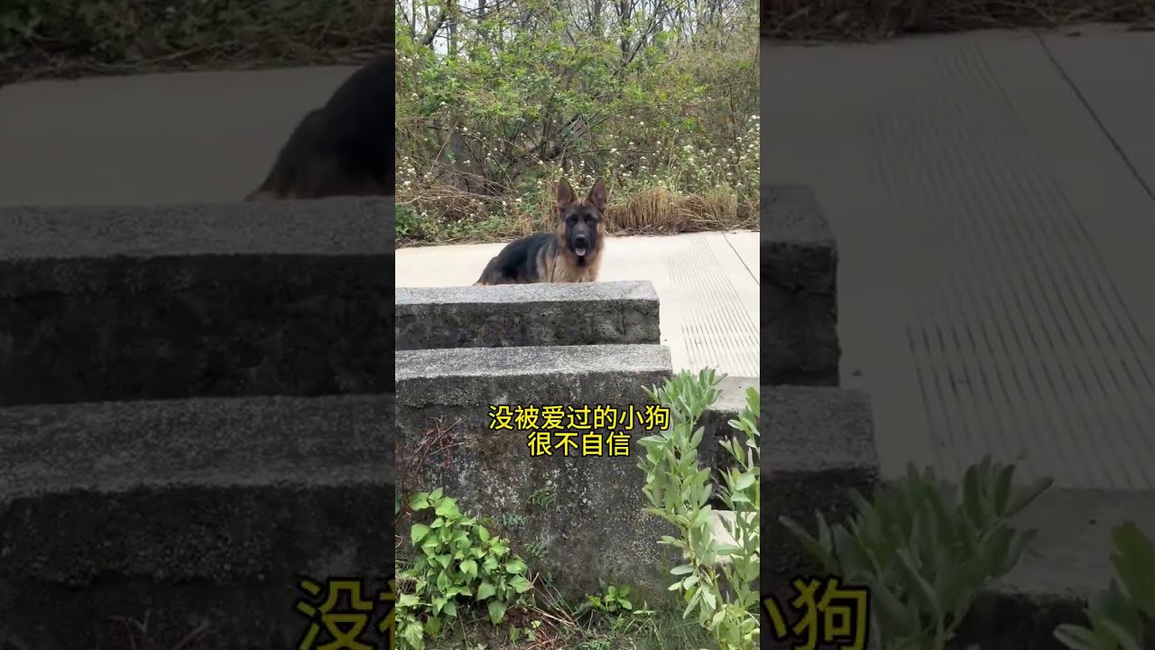 Rescuing a freezing German Shepherd: Find Them a Lifeline