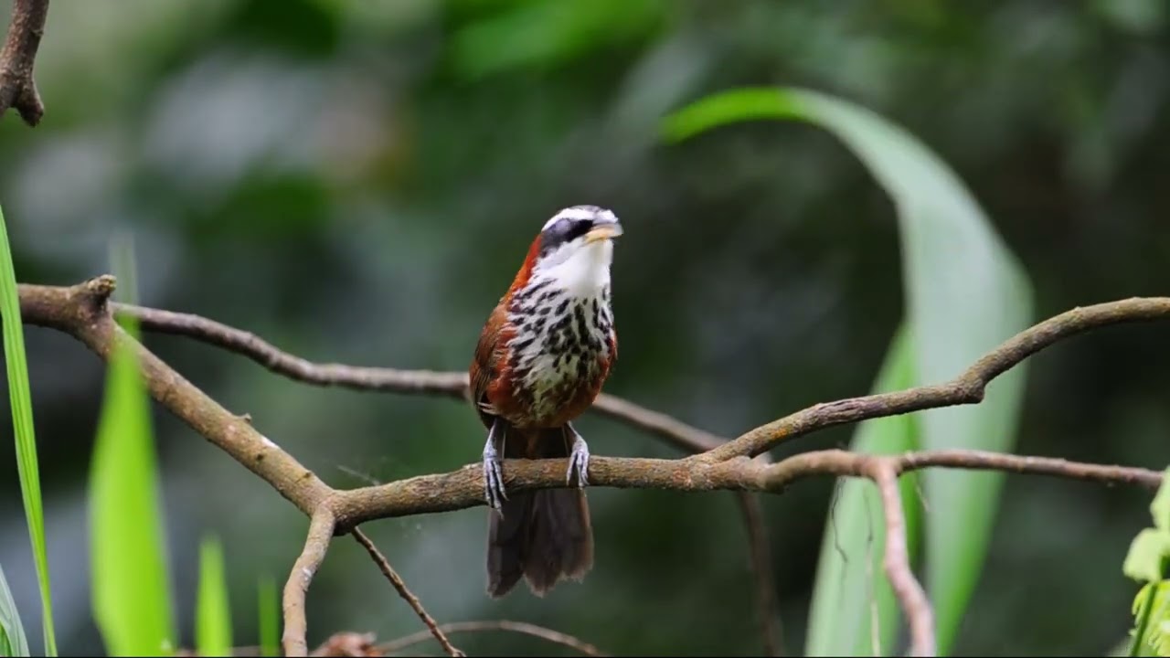 小彎嘴 Pomatorhinus musicus