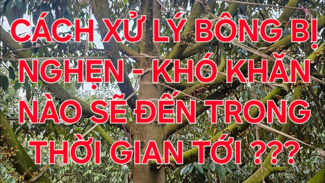 C&Aacute;CH XỬ L&Yacute; B&Ocirc;NG SẦU RI&Ecirc;NG BỊ NGHẸN ???