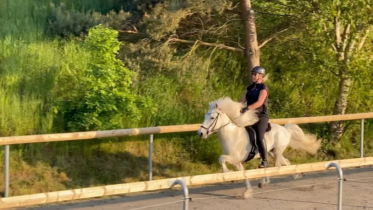A day with TheHorseSeller - Special: TheHorseSeller goes Kronshof Special S1/E18