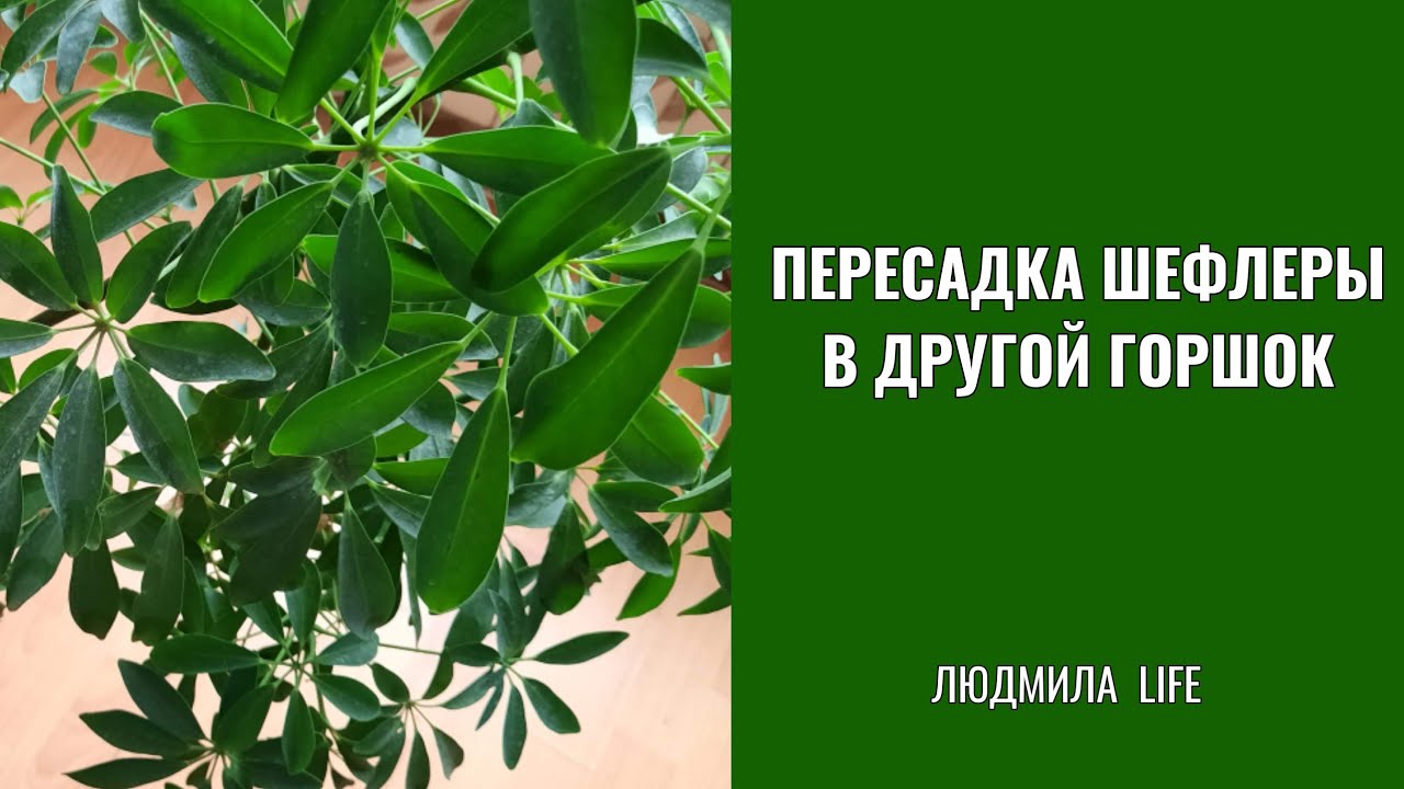 Пересадка шефлеры в другой горшок. Комнатные цветы.