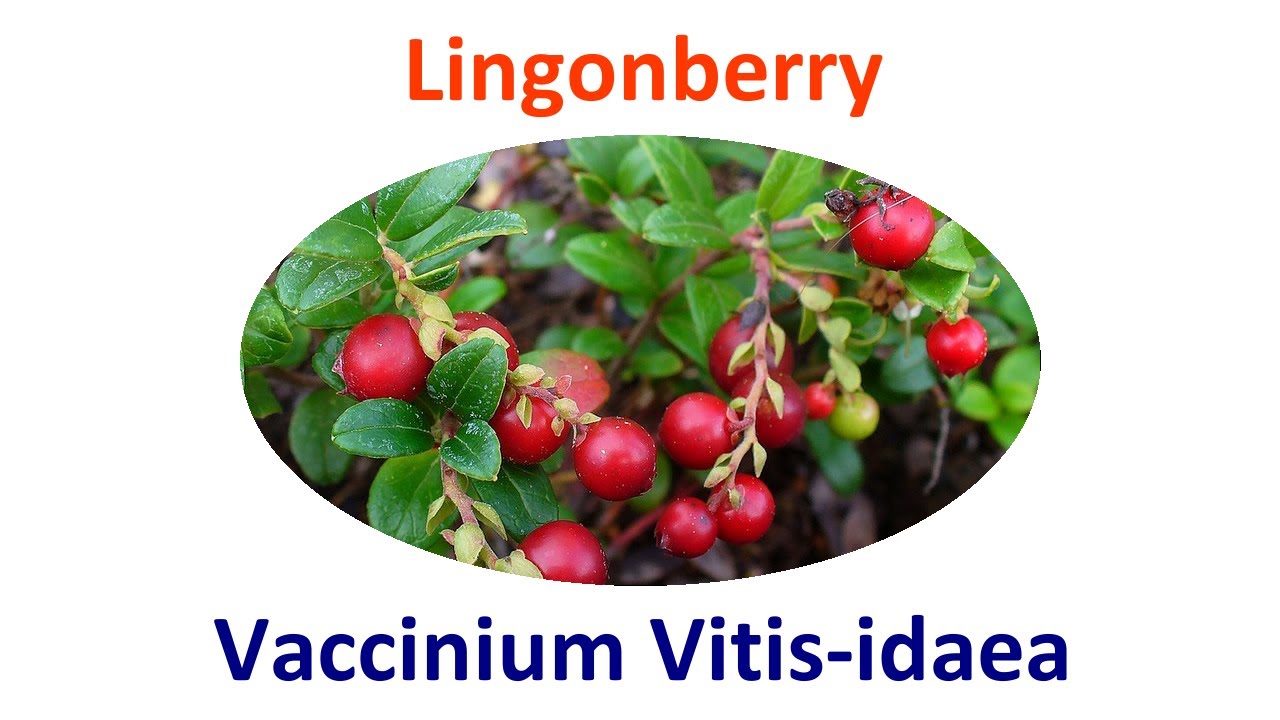 Lingonberry Permaculture Uses, Cultivation, Propagation & Companion Plants - Vaccinium Vitis-idaea
