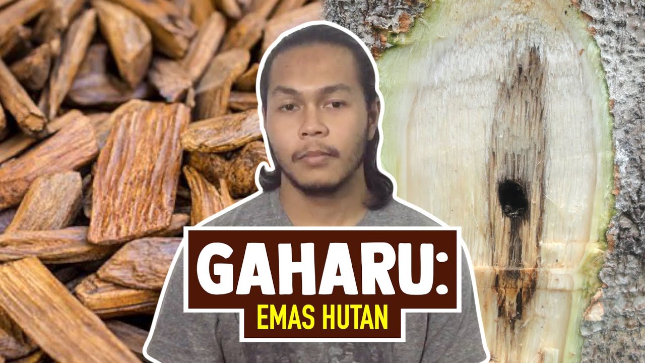 Gaharu: Emas Hutan