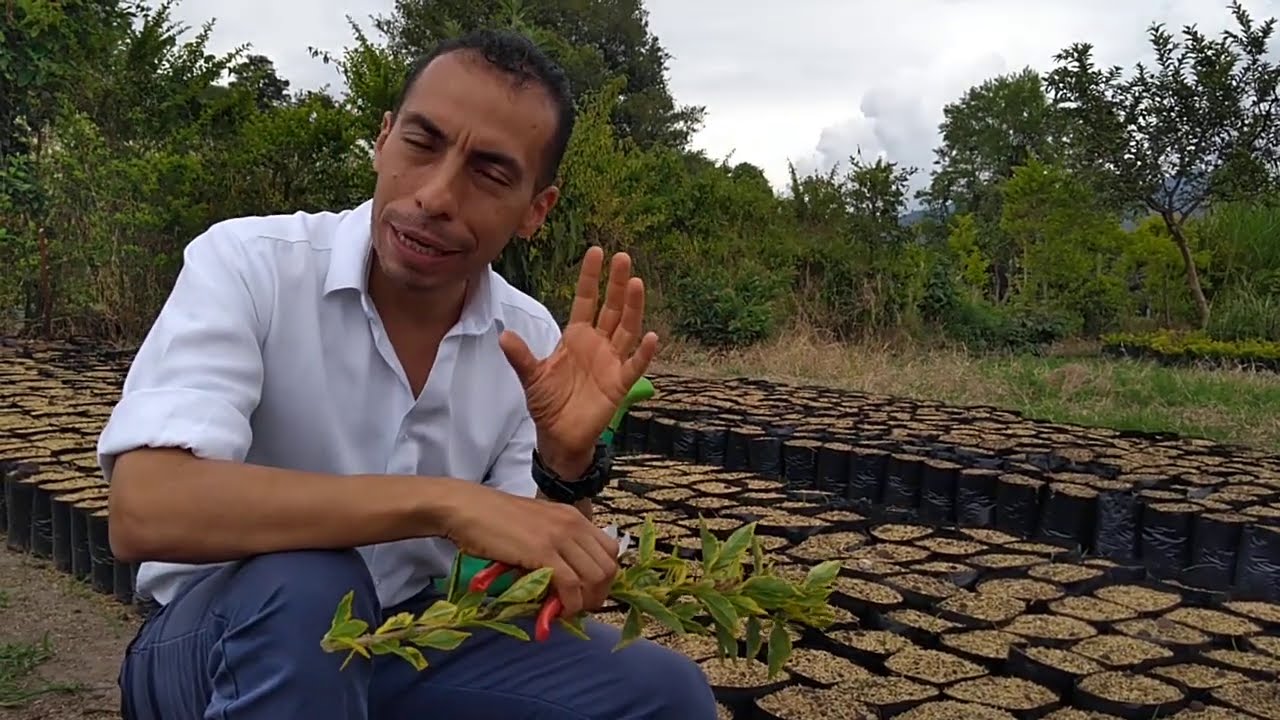 Siembra de Duranta Variagada. [NUEVO Y ACTUALIZADO]