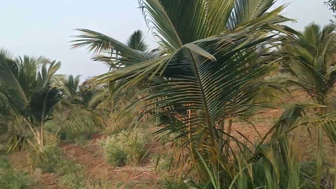 (ID133) 2 Acre 30 kunte , Mandya 10 kms ,SH 1 kms , Bangalore 106 kms , Mysore 45 Kms , 8494961739