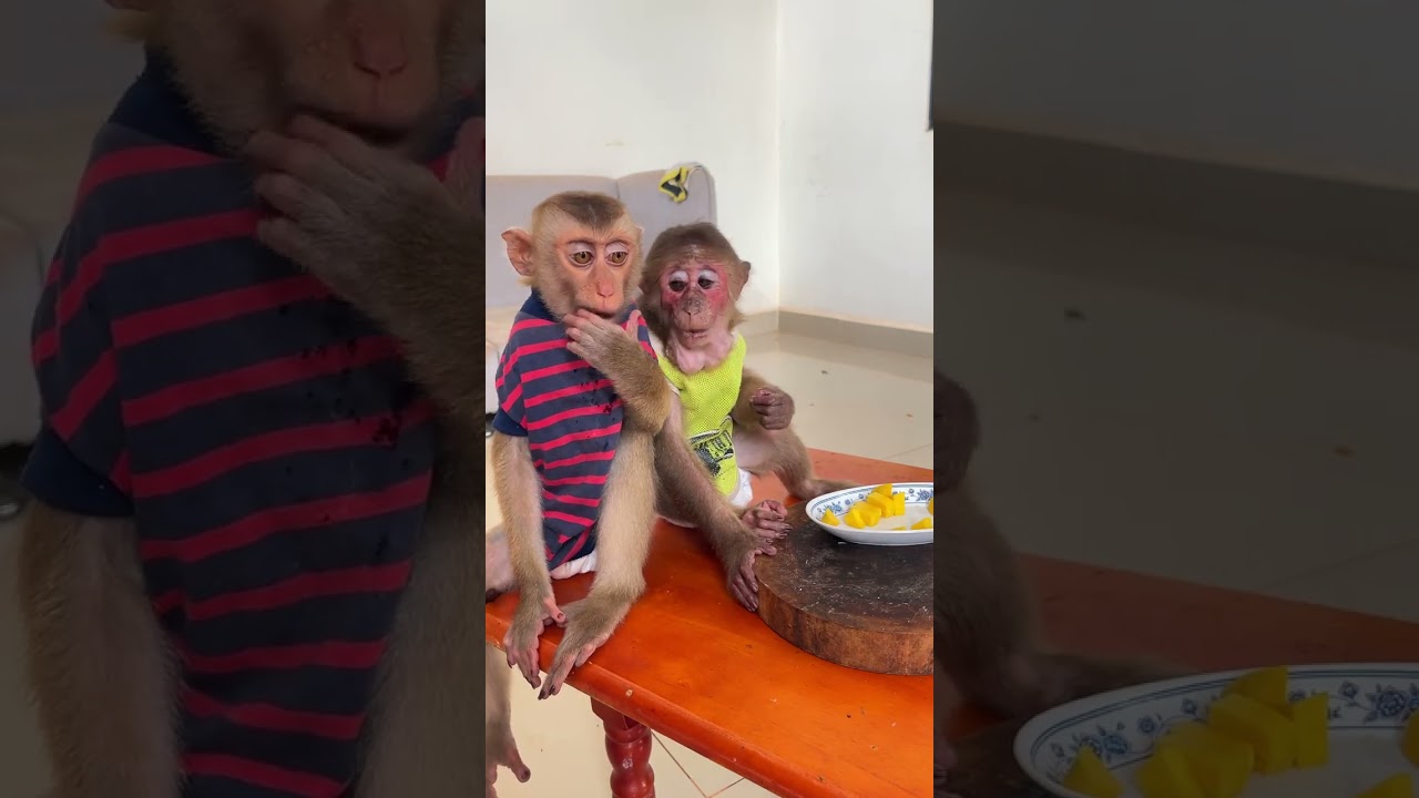 Loving monkey shares sweet moments with a gentle human family ❤️����&zwj;��&zwj;��