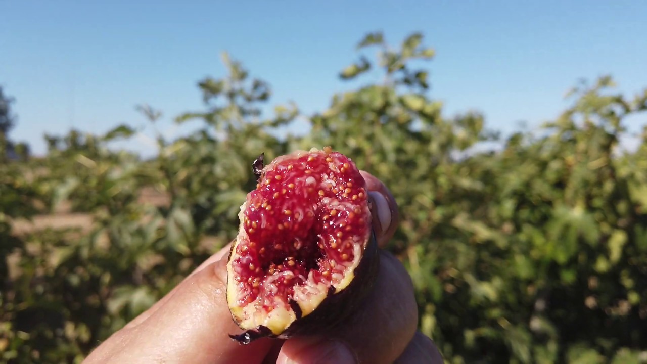 Emalyn's Purple Fig