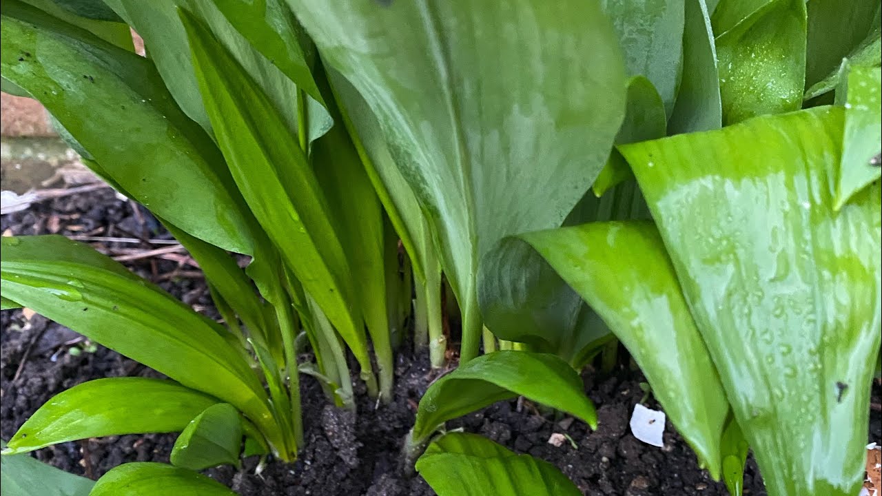 Wild garlic season กระเทียมป่า
