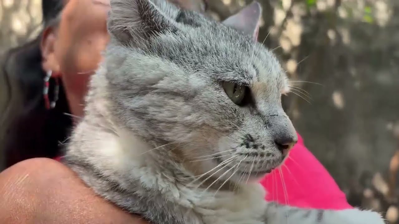 Primeros auxilios en gatos