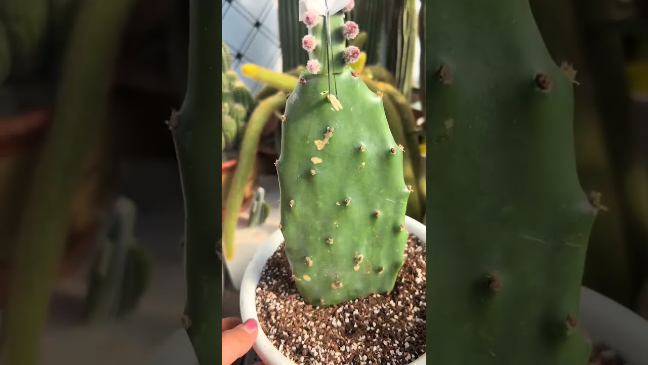 How to Graft Cactus: A Beginner&rsquo;s Step-by-Step Guide