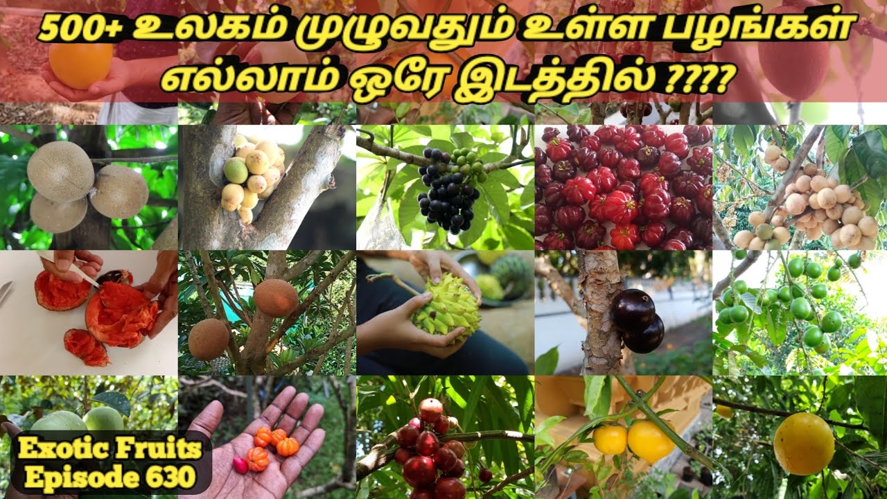 500+ Exotic Fruits in one place # 1000+ அரிய வகை பழங்கள் கொண்ட பழ பண்ணை #World Exotic Fruits india