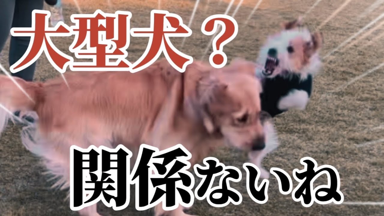 大型犬とワンプロしたら大変な事になりました#ジャックラッセルテリア