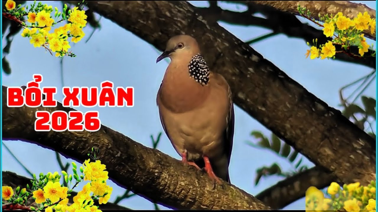 Bẩy Chim Cu Gáy Sóc Trăng ( Thành ) Bổi Tơ Cũng Chịu Gù - Xuân 29/12/2025 