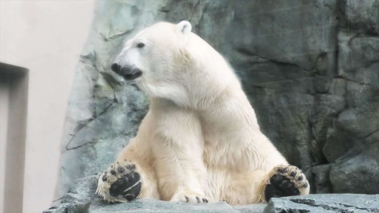 RIP Polar bear Milk｜ホッキョクグマ シロクマ ミルク 死ぬ キロル 釧路市動物園