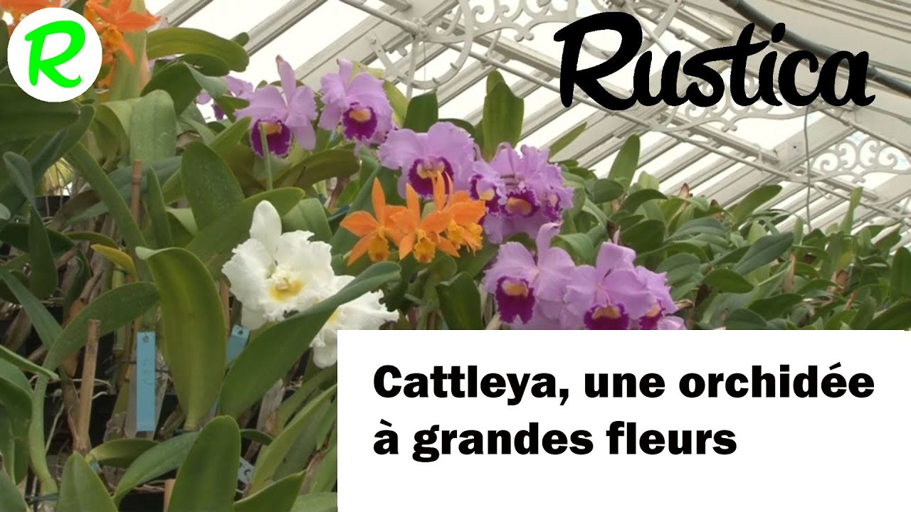 Le cattleya ou orchidée à corsage