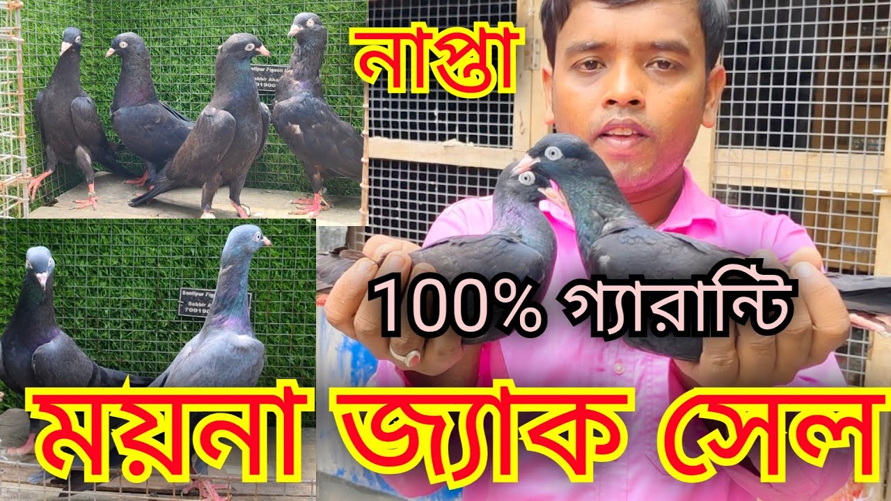 ময়না জ্যাক নাপ্তা কবুতর সেল। Napta pigeon Sale। 10🔥🔥💯🔥🔥
