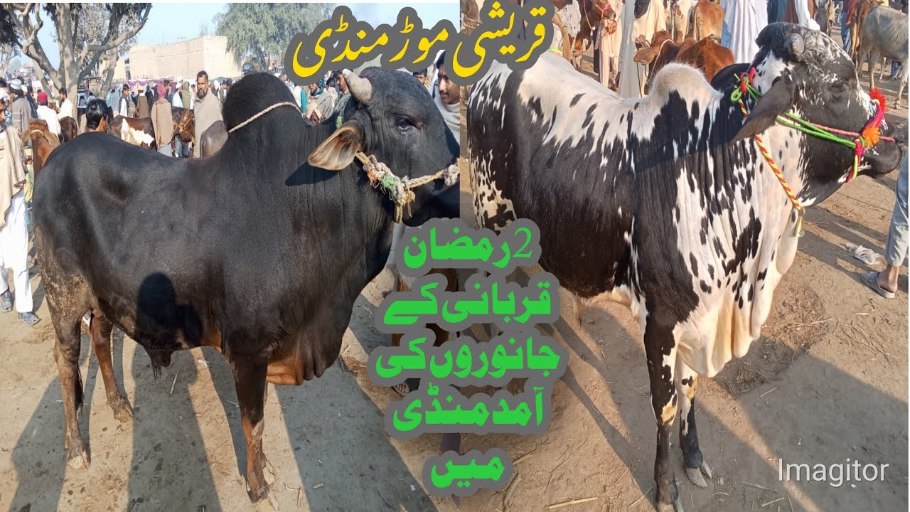 Qureshi Morr Mandi DIKhan Cattle Latest Rates Update 20February 2026 !Cow Mandi 2026 !Bakra Eid 2026