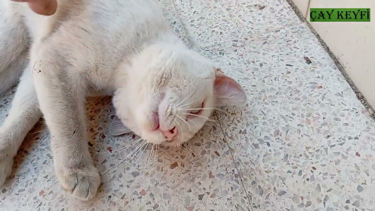DÜKKANIMA GELEN BEYAZ KEDİ ÇOK TATLI ❤