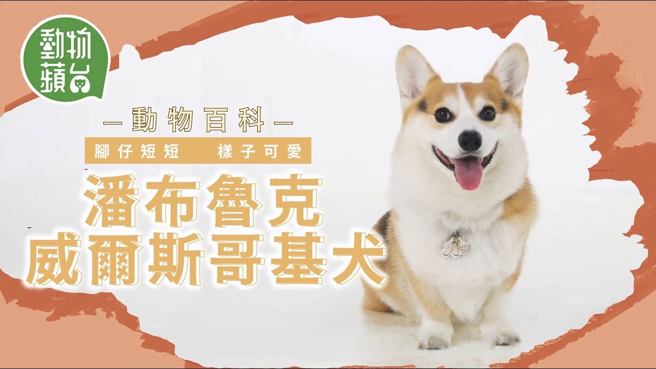 哥基狗狗3大常見病 癡肥皮膚病關節炎 10.5KG已經係微胖原本係有尾牧牛犬 生性好動鍾意周圍咬 #動物蘋台果籽 #動物百科 香港 Apple Daily原刊日期20201026