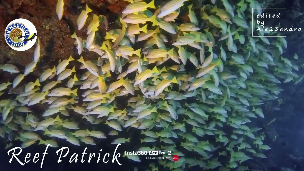 Reef Patrick -  Maldive: banco di pesci soldato tra coralli spettacolari 🐠!
