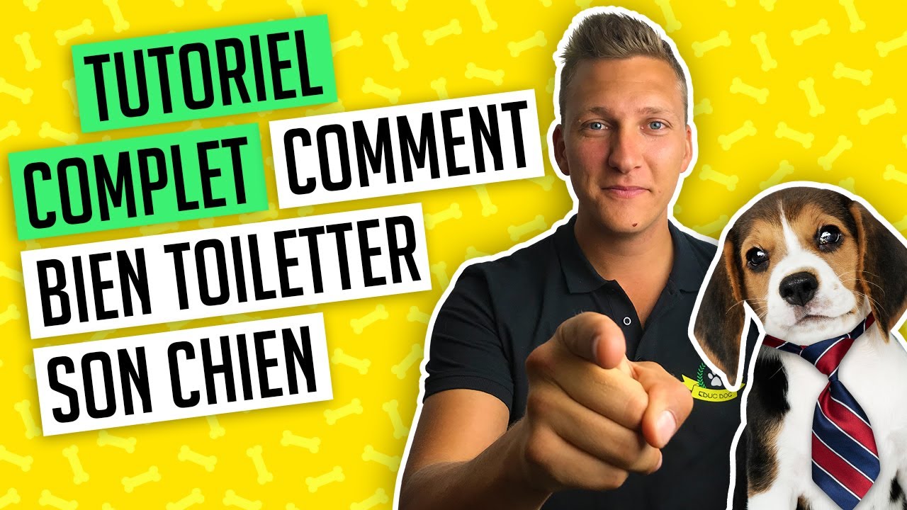 Toilettage chien : les conseils et solutions d'un toiletteur