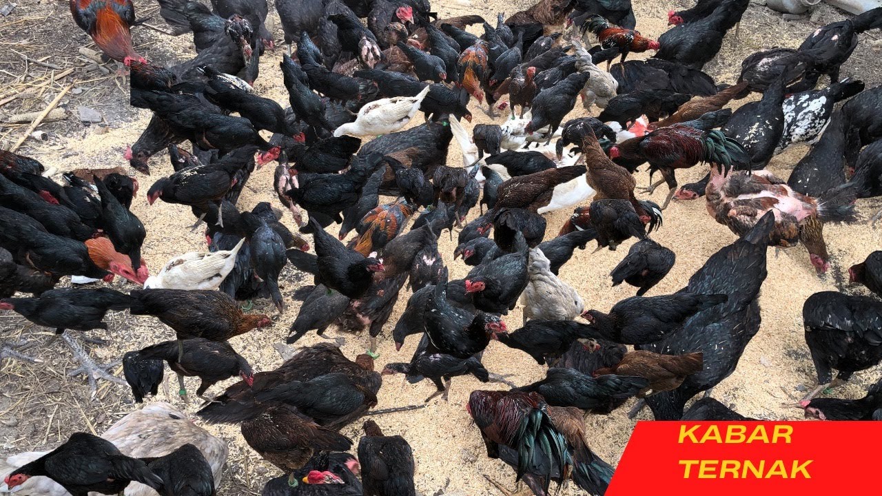 Modal Kecil Untung Besar: Ternak Ayam Kampung Rumahan dari 10 ekor sekarang jadi ratusan ekor