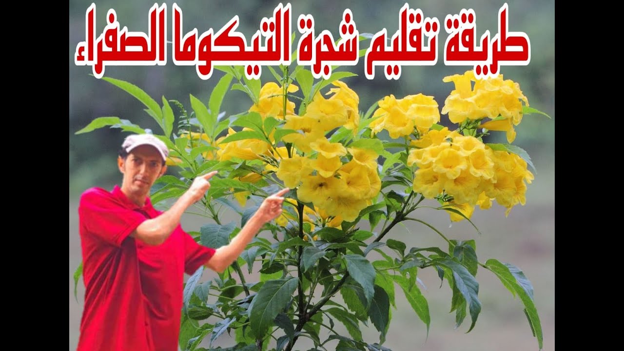 طريقة تقليم شجرة التيكوما الصفراء 😍 من الالف الى الياء. لا يفوتكم ♥️yellow tecoma tree